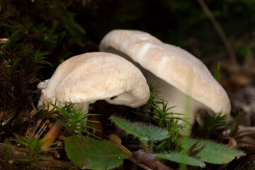 Wood Hedgehog mushroom in the forest - Hydnum repandum