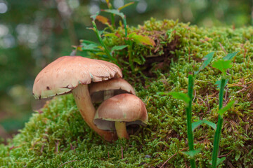 chestnut mushroom in the forest - Hypholoma lateritium