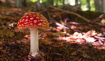 fly mushroom in the forest © Licia.Galli