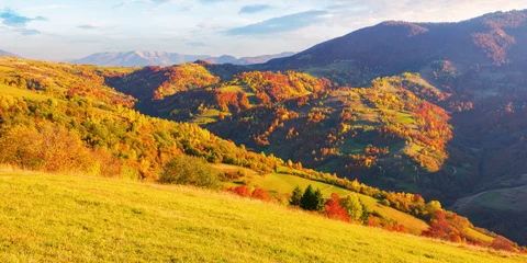 Fotobehang Oranje forest on a sunny afternoon in autumn season. mountainous countryside landscape of transcarpathia ukraine  © Pellinni