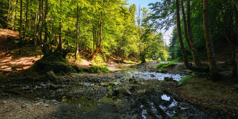 brook in the woods. outdoor nature scenery. sunny weather