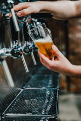 bartender hand at beer tap pouring a draught beer in glass serving in a bar or pub. tap room