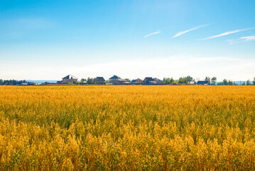 Oat field