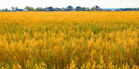 Oat field