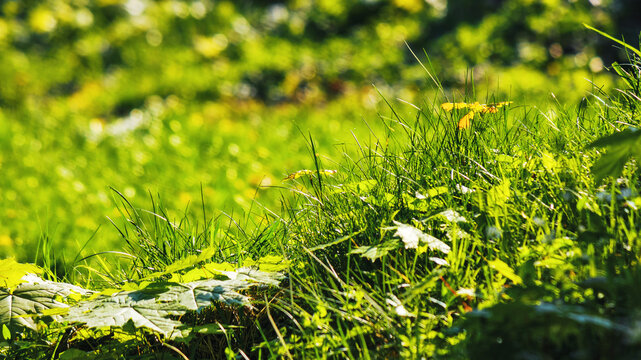 closeup of grassy glade on a sunny day. rural pasture background