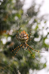 Huge spider (Argiope lobata,  Araneidae) on a web, Krimea