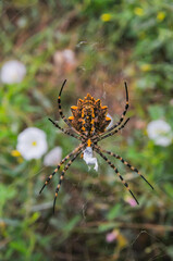 Huge spider (Argiope lobata,  Araneidae) on a web, Krimea