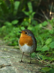 Photo of a beautiful bird in nature