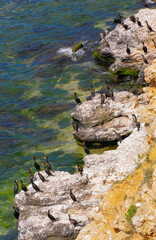 The great cormorant (Phalacrocorax carbo), birds rest on rocks covered with white droppings on the Black Sea coast, Krimea