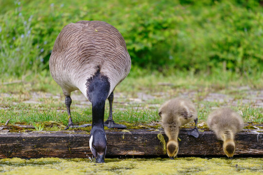 Canada goose and goslings drinking. Branta canadensis.