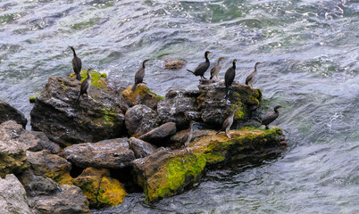The great cormorant (Phalacrocorax carbo), birds rest on rocks covered with white droppings on the Black Sea coast, Krimea