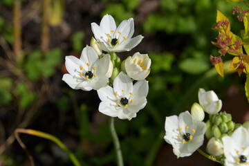 オーニソガラム・アラビカム