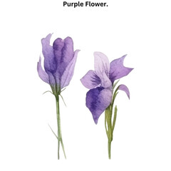 purple orchid