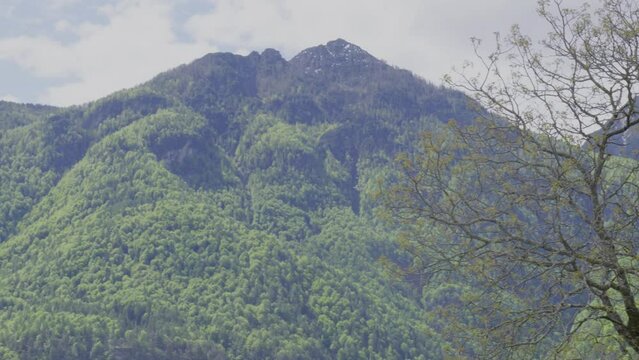la plendida visuale di un bel bosco di conifere in montagna, raggiunto dai primi raggi di sole la mattina
