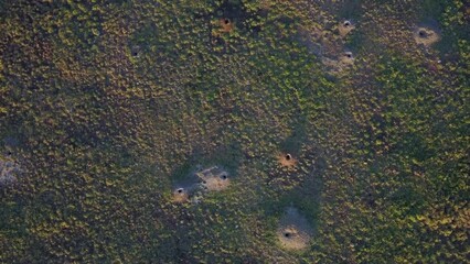 Drone flying over top of prairie dog colony and bison
