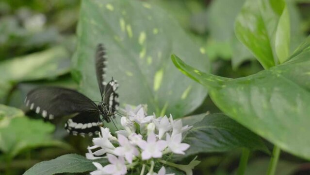 slow-motion di una splendida farfalla tropicale mentre si riposa