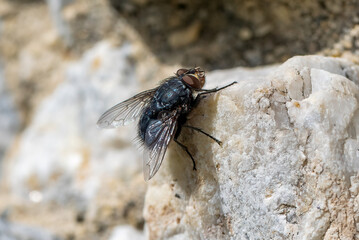 close up of a fly