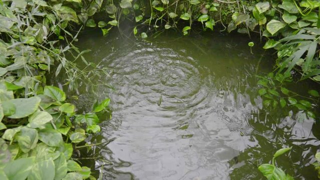 slowmotion pioggia su uno specchio d'acqua in una vegetazione tropicale