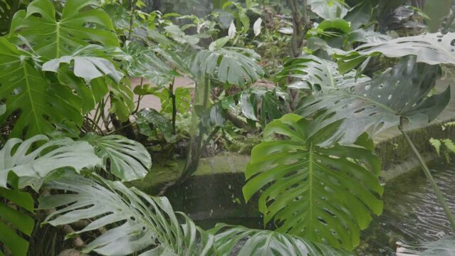 slowmotion pioggia su uno specchio d'acqua in una vegetazione tropicale