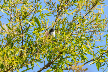Obraz premium bird on a branch