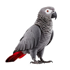 Obraz premium African Grey Parrot bird isolated on a transparent background, Generative ai 