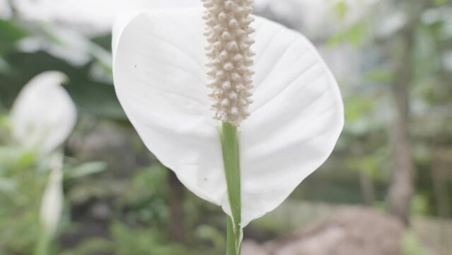 un bel fiore bianco in mezzo alla foresta