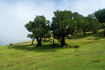 Portugal, Madeira, Fanal photo from the Offset Collection