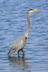 great blue heron