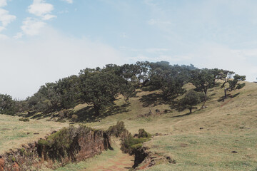 Portugal, Madeira, Fanal photo from the Offset Collection