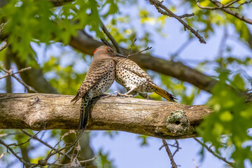 northern flicker on a branch
