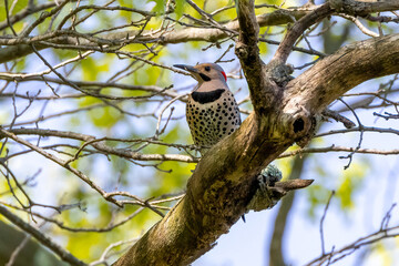 northern flicker on a branch