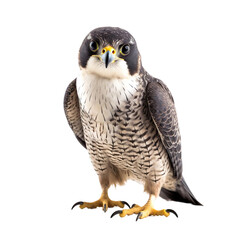 Fototapeta premium Peregrine Falcon bird isolated on a transparent background, Generative ai 