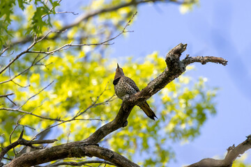 northern flicker on a branch