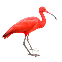 Scarlet Ibis bird isolated on a transparent background, Generative ai 