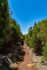 Fototapeta premium Hike trail hiker woman walking in nature woods during spring season. Hiking active people tourists wearing backpacks outdoors trekking in pine forest.