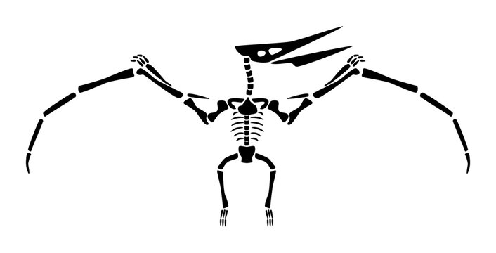 Pteranodon skeleton . Silhouette flying dinosaurs . Front view . Vector .