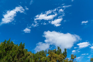 Cloudy blue sky with trees