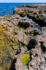 Green algae in littoral puddles in a flat rocky shore in eastern Crimea, Black Sea