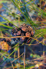Accumulation of herbivorous bugs on steppe plants, eastern Crimea
