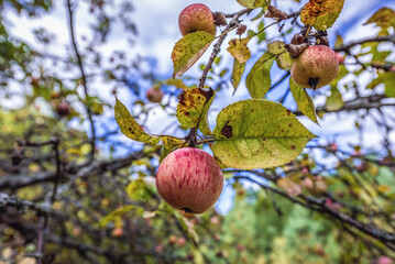 Apples in abandoned military base in Chernobyl Exclusion Zone, Ukraine