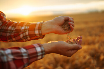 The Hands Of A Farmer  Holding a Handful Of Wheat Grains In A Wheat Field. Growth nature harvest.