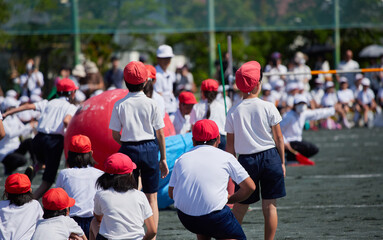 Fototapeta premium 小学校の運動会で空飛ぶ大玉のゲームを遊んでいる学生達