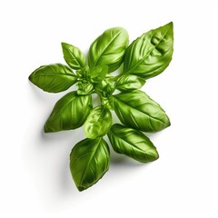 Basil isolated on white background (generative AI)