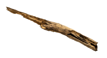 Old dead wood log isolated