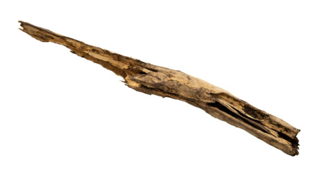 Old dead wood log isolated