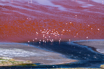 Wild fauna in the red lagoon in the bolivian altiplano