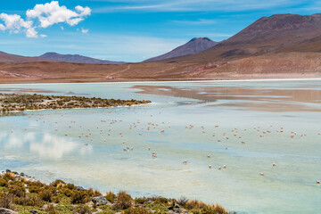 Wild fauna in the red lagoon in the bolivian altiplano