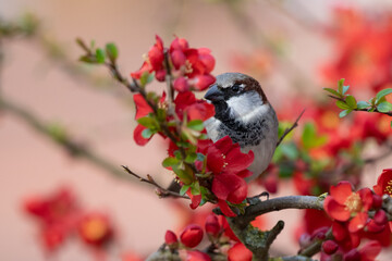 Haussperling im roten Blütenbusch