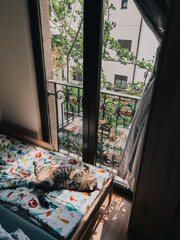 Big tabby cat sleeps on a colorful blanket near a large window in the room