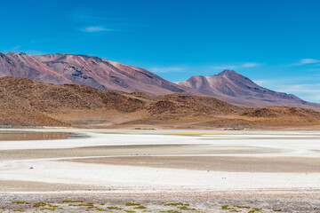 Wild fauna in the red lagoon in the bolivian altiplano